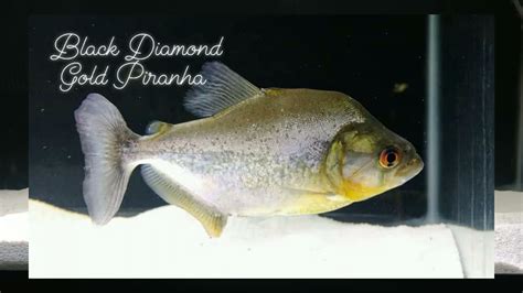 Piranha Diamonds .